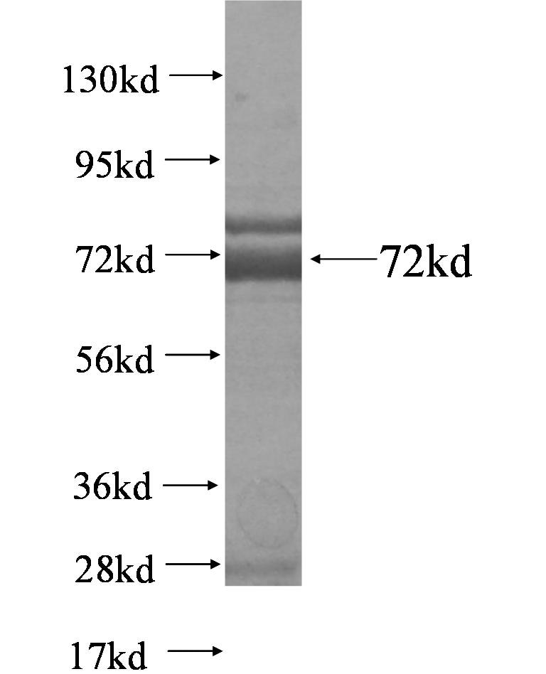 WDFY1 fusion protein Ag4877 SDS-PAGE