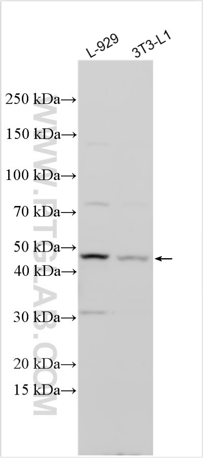Western Blot (WB) analysis of various lysates using WDFY2 Polyclonal antibody (17197-1-AP)