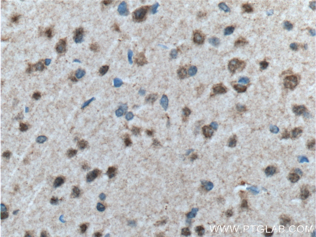 IHC staining of mouse brain using 55009-1-AP