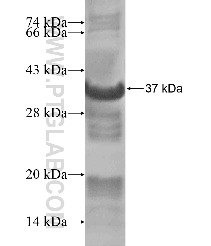 WDFY3 fusion protein Ag18393 SDS-PAGE