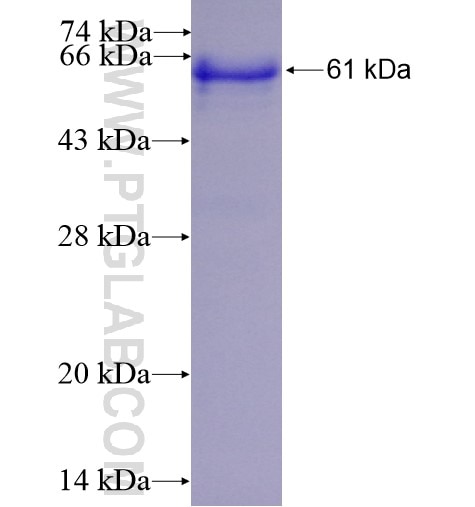 WDFY4 fusion protein Ag11720 SDS-PAGE
