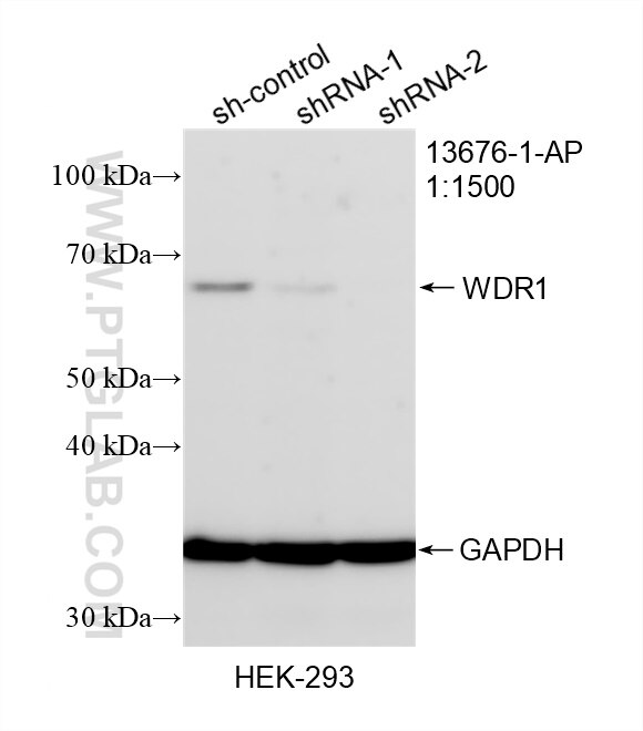 Western Blot (WB) analysis of HEK-293 cells using WDR1 Polyclonal antibody (13676-1-AP)