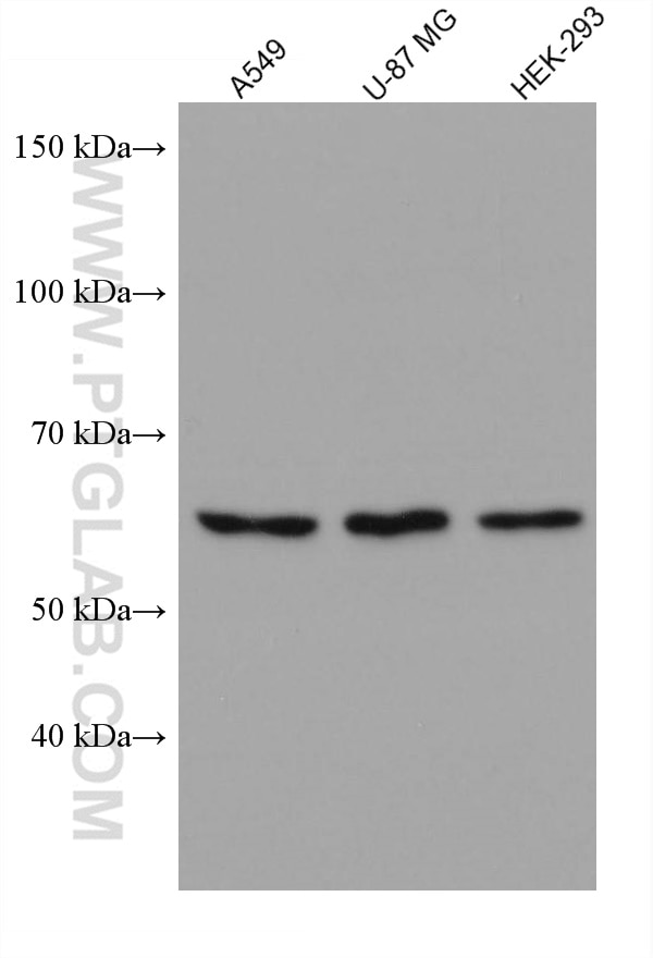 Western Blot (WB) analysis of various lysates using WDR1 Monoclonal antibody (67937-1-Ig)