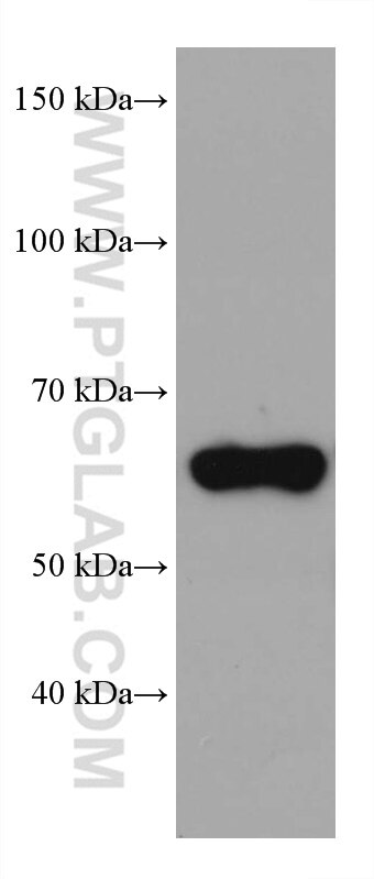 Western Blot (WB) analysis of rat testis tissue using WDR1 Monoclonal antibody (67937-1-Ig)