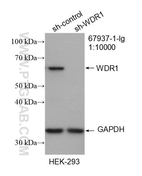 Western Blot (WB) analysis of HEK-293 cells using WDR1 Monoclonal antibody (67937-1-Ig)