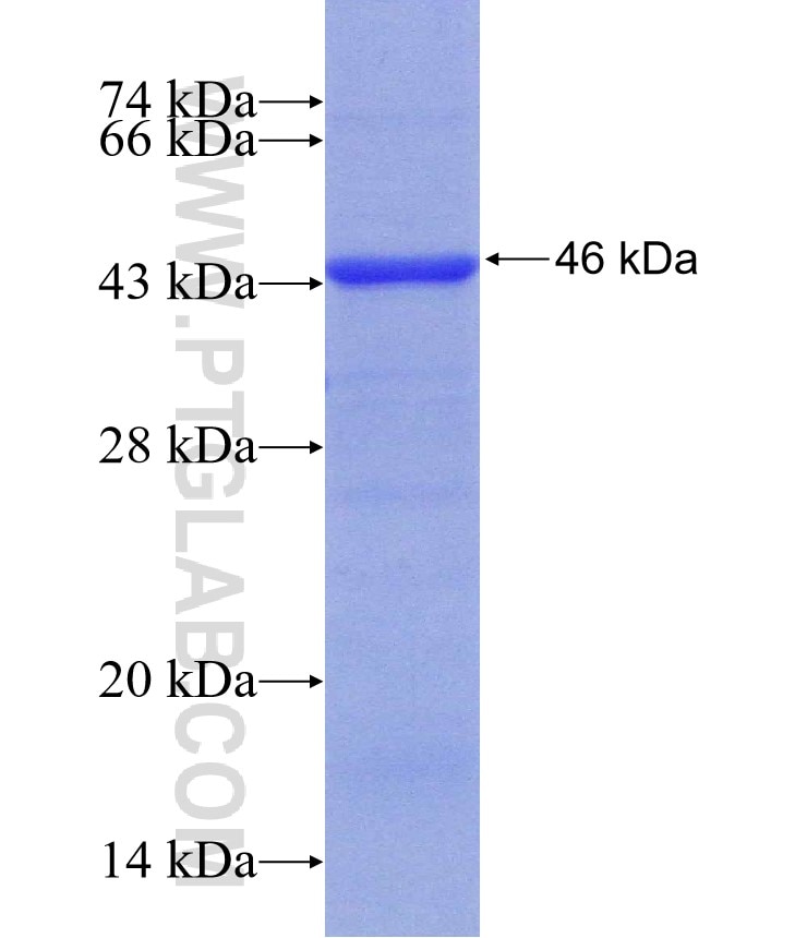 WDR1 fusion protein Ag30967 SDS-PAGE