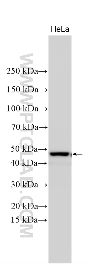 Western Blot (WB) analysis of various lysates using WDR12 Polyclonal antibody (33831-1-AP)