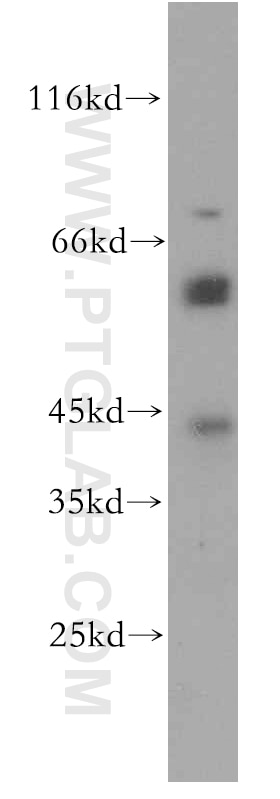Western Blot (WB) analysis of mouse kidney tissue using WDR13 Polyclonal antibody (20122-1-AP)