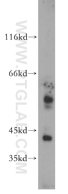 Western Blot (WB) analysis of mouse lung tissue using WDR13 Polyclonal antibody (20122-1-AP)
