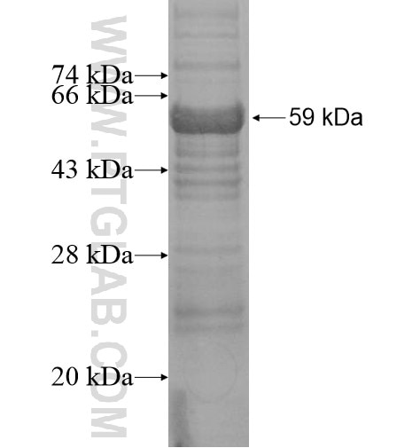 WDR13 fusion protein Ag13793 SDS-PAGE