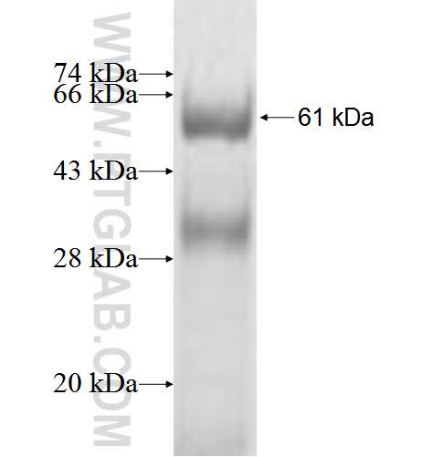 WDR16 fusion protein Ag3281 SDS-PAGE