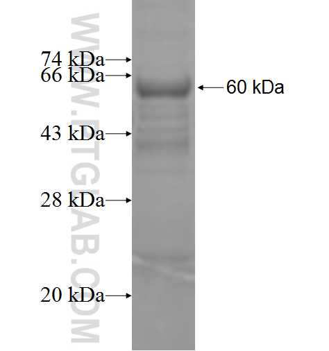 WDR18 fusion protein Ag7282 SDS-PAGE