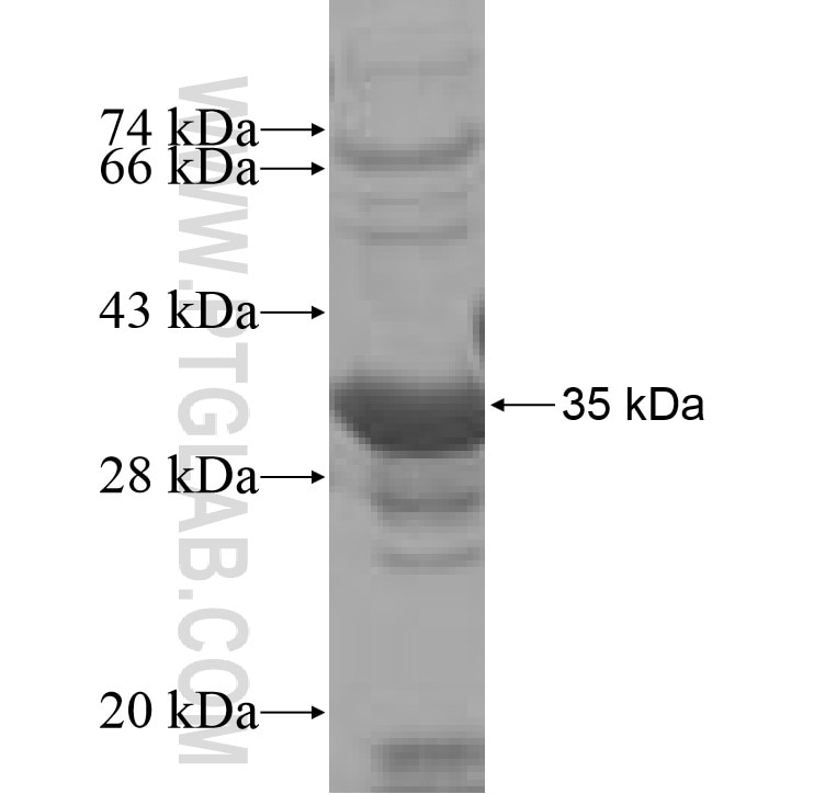 WDR18 fusion protein Ag7296 SDS-PAGE