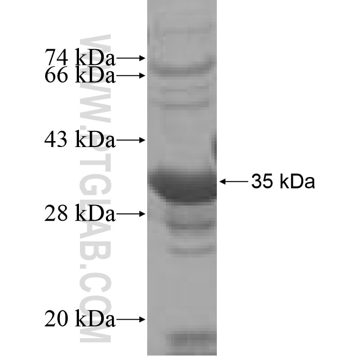 WDR18 fusion protein Ag7296 SDS-PAGE