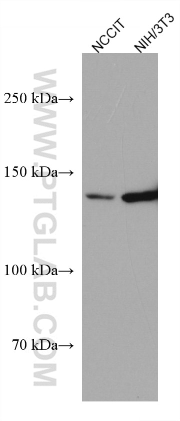 Western Blot (WB) analysis of various lysates using WDR19 Monoclonal antibody (67330-1-Ig)