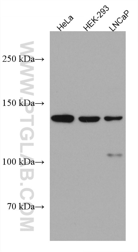 Western Blot (WB) analysis of various lysates using WDR19 Monoclonal antibody (67330-1-Ig)