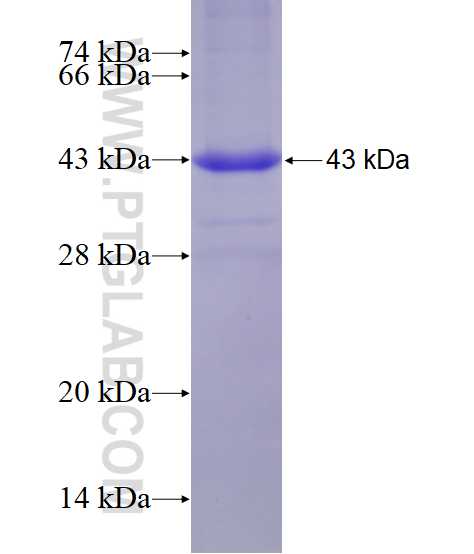 WDR19 fusion protein Ag4599 SDS-PAGE