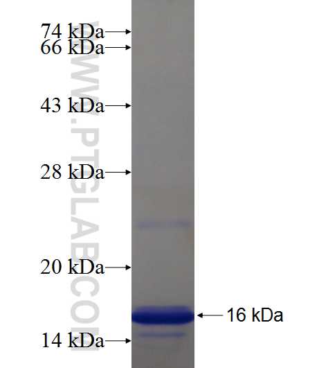 WDR20 fusion protein Ag18353 SDS-PAGE
