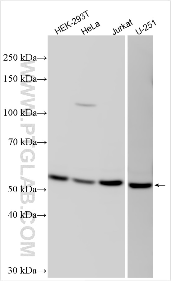 Western Blot (WB) analysis of various lysates using WDR21A Polyclonal antibody (31440-1-AP)