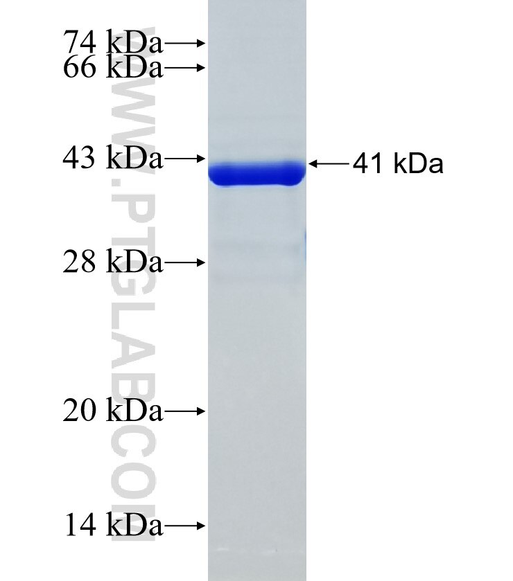 WDR21A fusion protein Ag35426 SDS-PAGE