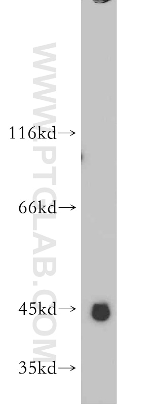 Western Blot (WB) analysis of HEK-293 cells using WDR21C Polyclonal antibody (21571-1-AP)