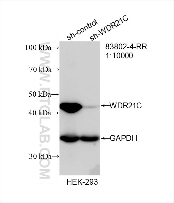 Western Blot (WB) analysis of HEK-293 cells using WDR21C Recombinant antibody (83802-4-RR)