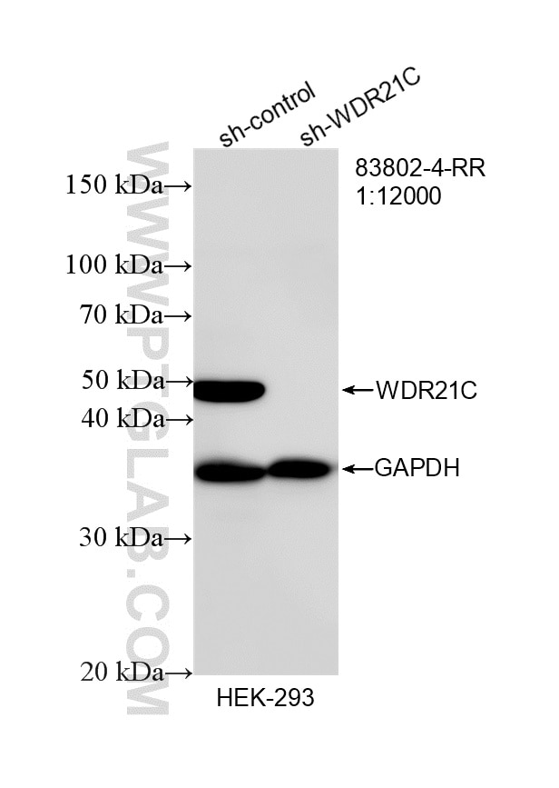 Western Blot (WB) analysis of HEK-293 cells using WDR21C Recombinant antibody (83802-4-RR)