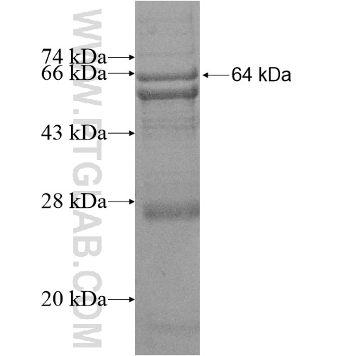 WDR21C fusion protein Ag16098 SDS-PAGE