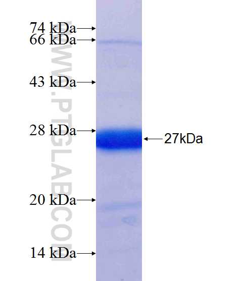 WDR22 fusion protein Ag25053 SDS-PAGE