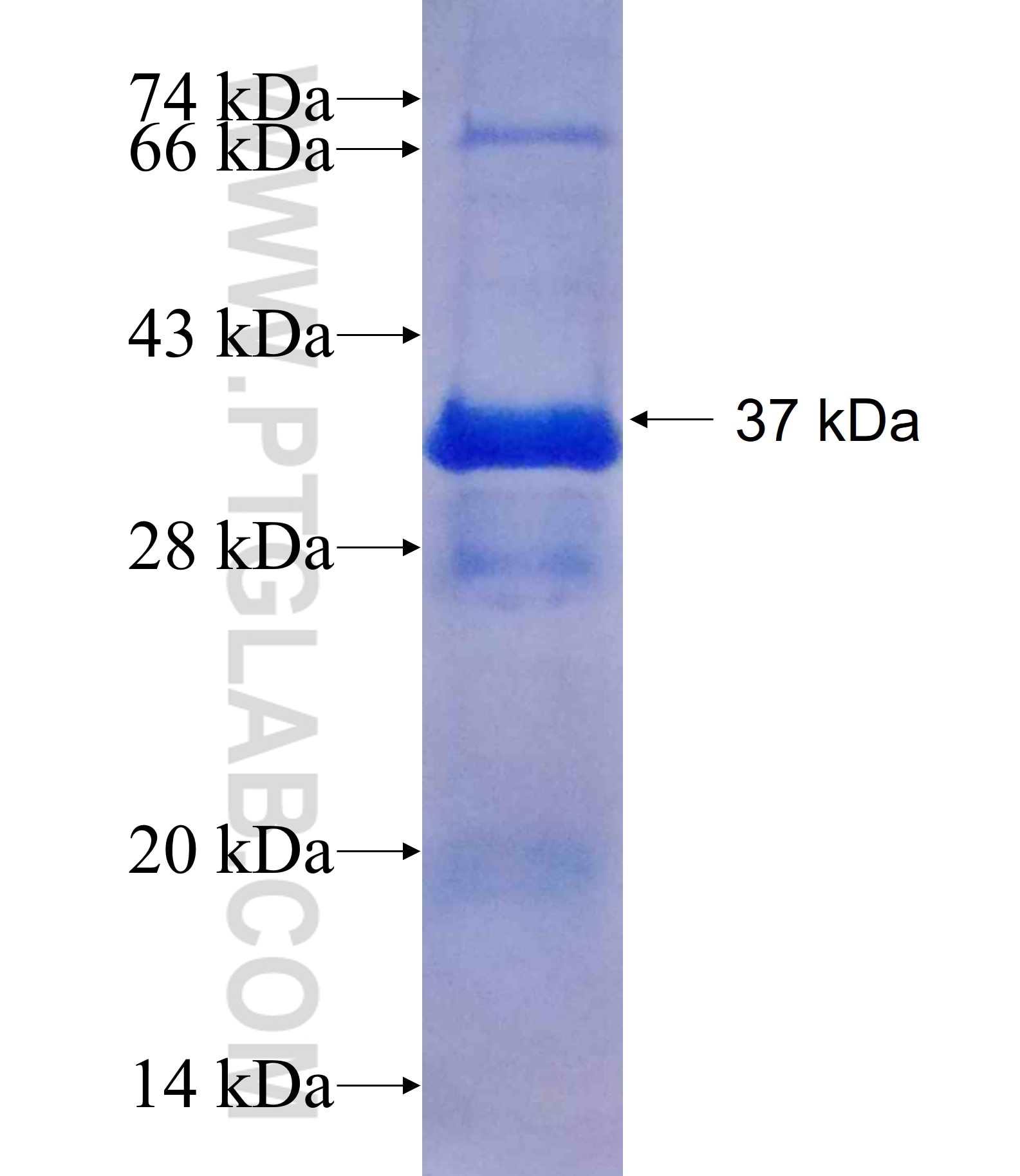 WDR22 fusion protein Ag25053 SDS-PAGE