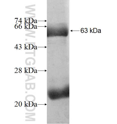 WDR22 fusion protein Ag3801 SDS-PAGE