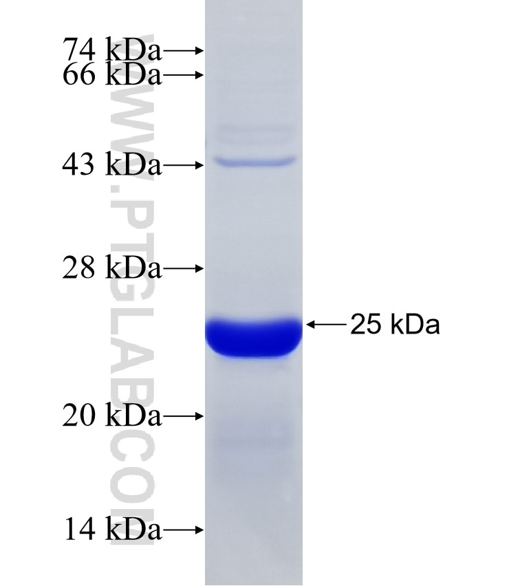 WDR23 fusion protein Ag31878 SDS-PAGE