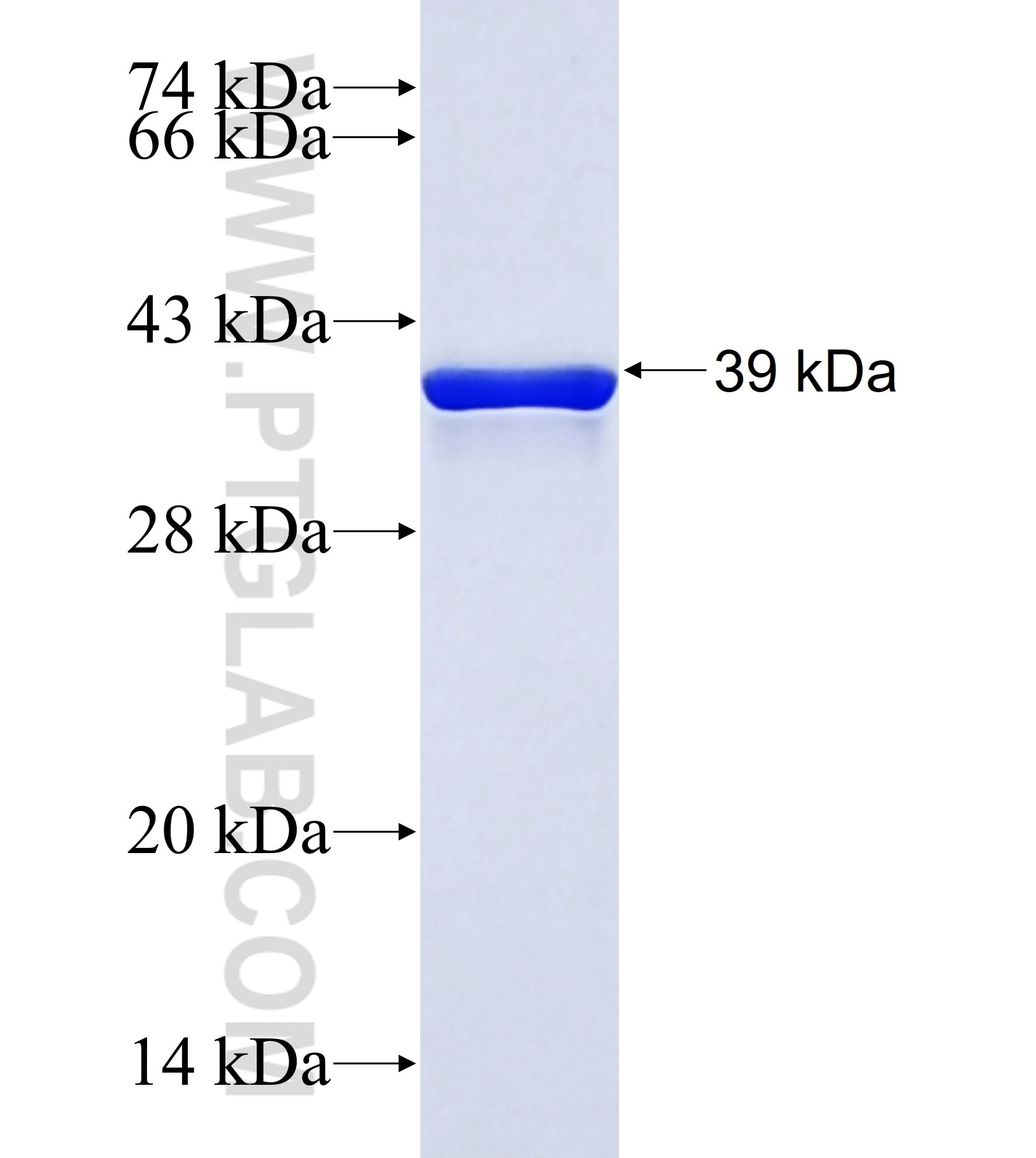 WDR23 fusion protein Ag42019 SDS-PAGE WDR23 fusion protein Ag42019 SDS-PAGE