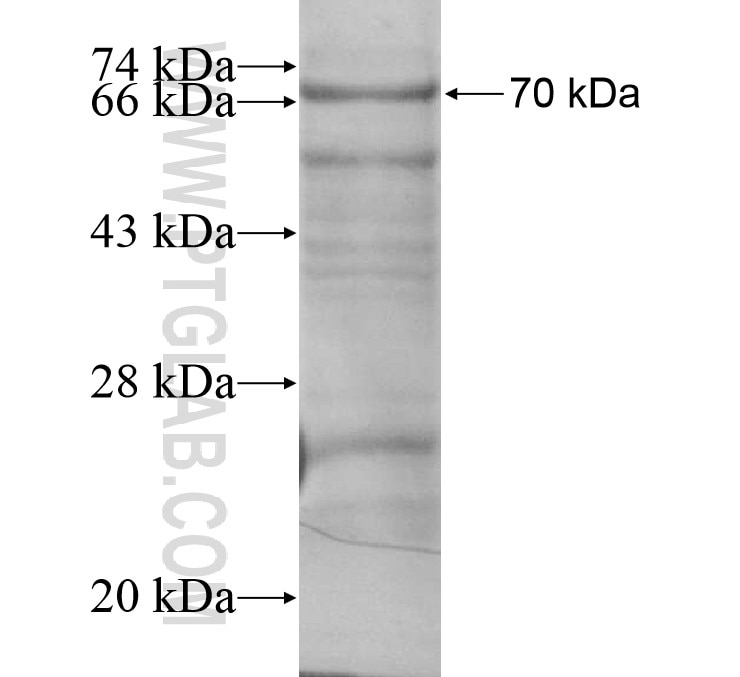 WDR23 fusion protein Ag14769 SDS-PAGE