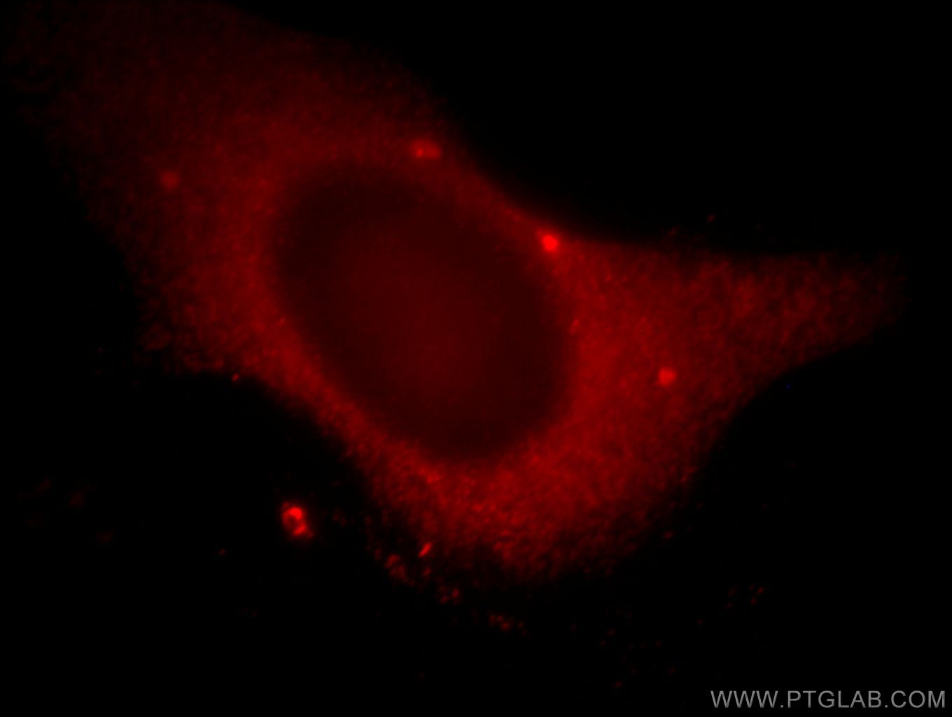 Immunofluorescence (IF) / fluorescent staining of HeLa cells using WDR24 Polyclonal antibody (20778-1-AP)