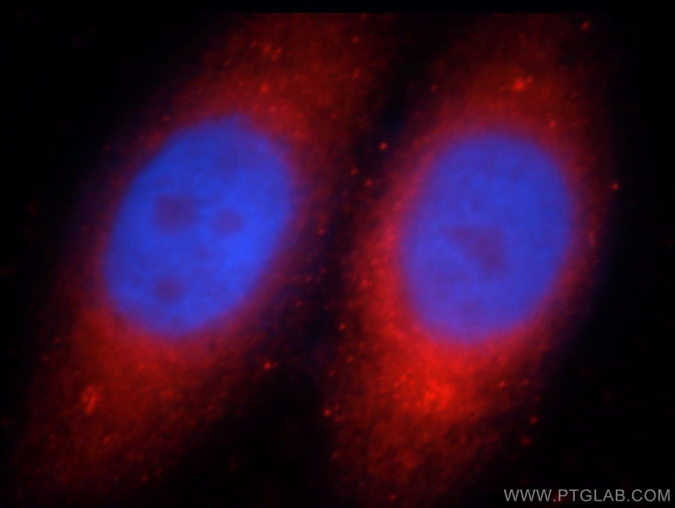 Immunofluorescence (IF) / fluorescent staining of HepG2 cells using WDR24 Polyclonal antibody (20778-1-AP)