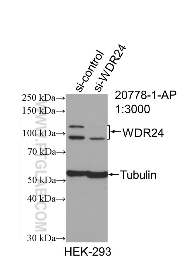 Western Blot (WB) analysis of HEK-293 cells using WDR24 Polyclonal antibody (20778-1-AP)