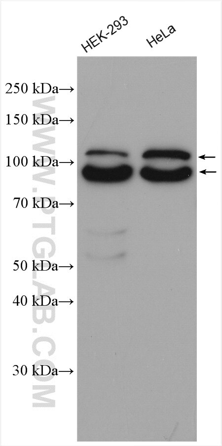 Western Blot (WB) analysis of various lysates using WDR24 Polyclonal antibody (20778-1-AP)