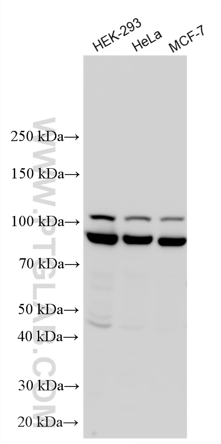 Western Blot (WB) analysis of various lysates using WDR24 Polyclonal antibody (20778-1-AP)