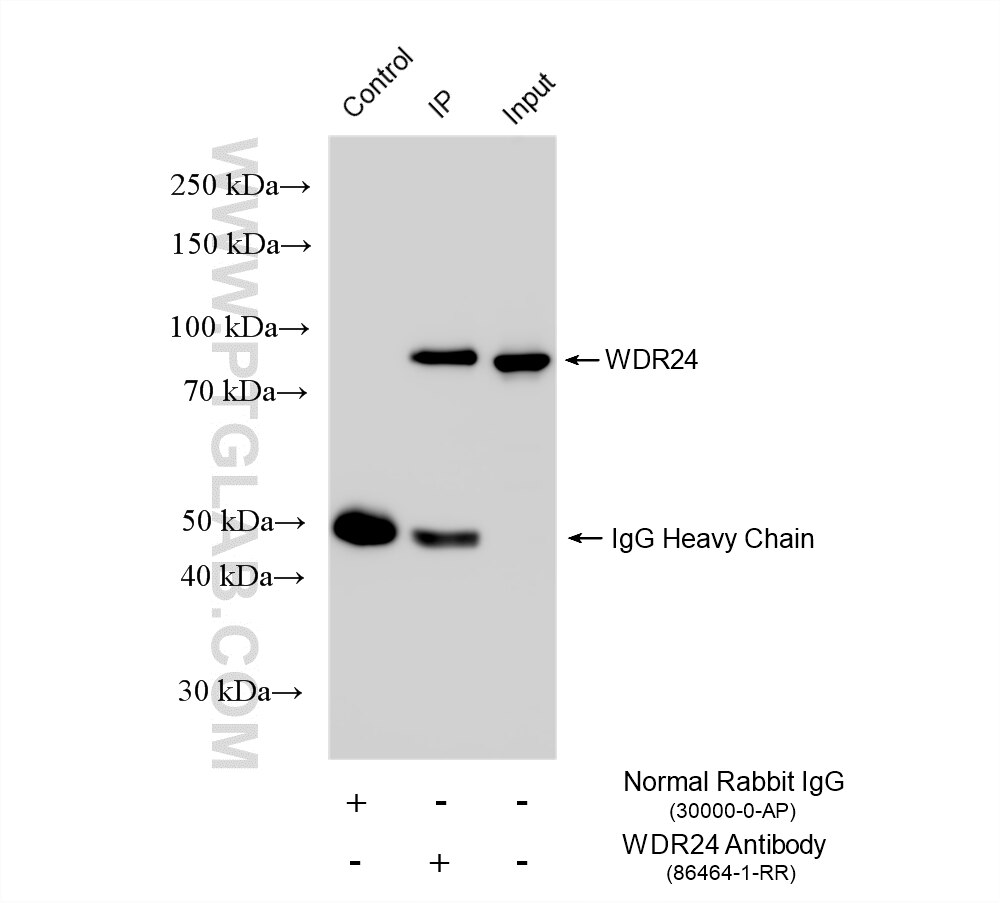 IP experiment of HEK-293 using 86464-1-RR (same clone as 86464-1-PBS) Immunoprecipitation (IP) experiment of HEK-293 cells using WDR24 Recombinant monoclonal antibody (86464-1-RR)
