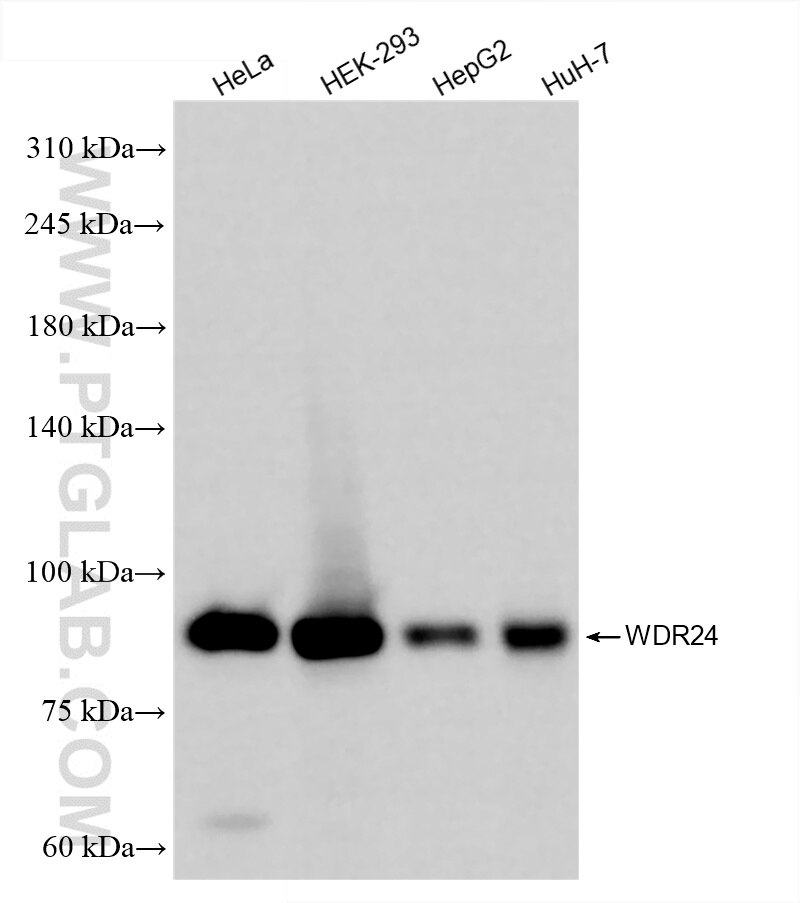 WB analysis using 86464-1-RR (same clone as 86464-1-PBS) Western Blot (WB) analysis of various lysates using WDR24 Recombinant monoclonal antibody (86464-1-RR)