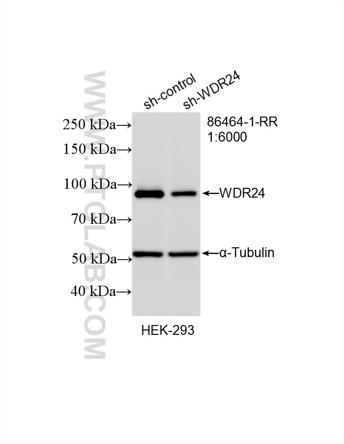 WB analysis of HEK-293 using 86464-1-RR (same clone as 86464-1-PBS) Western Blot (WB) analysis of HEK-293 cells using WDR24 Recombinant monoclonal antibody (86464-1-RR)