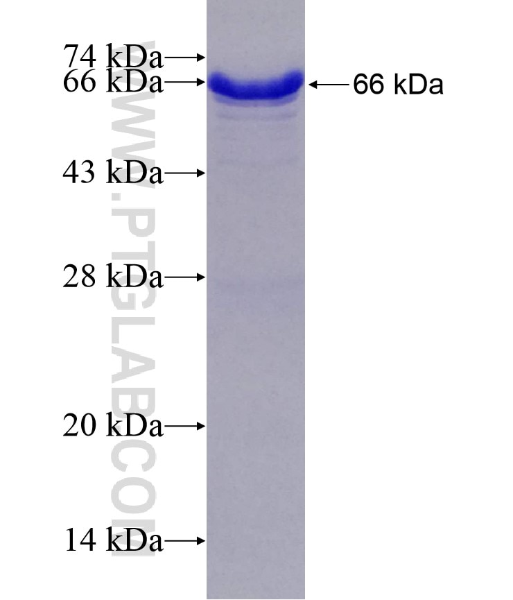 WDR24 fusion protein Ag14774 SDS-PAGE