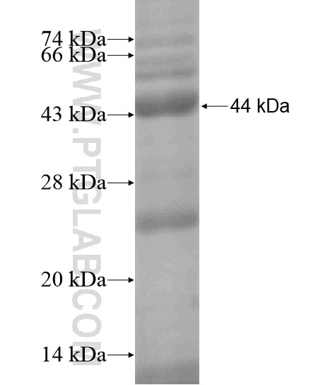 WDR27 fusion protein Ag19139 SDS-PAGE