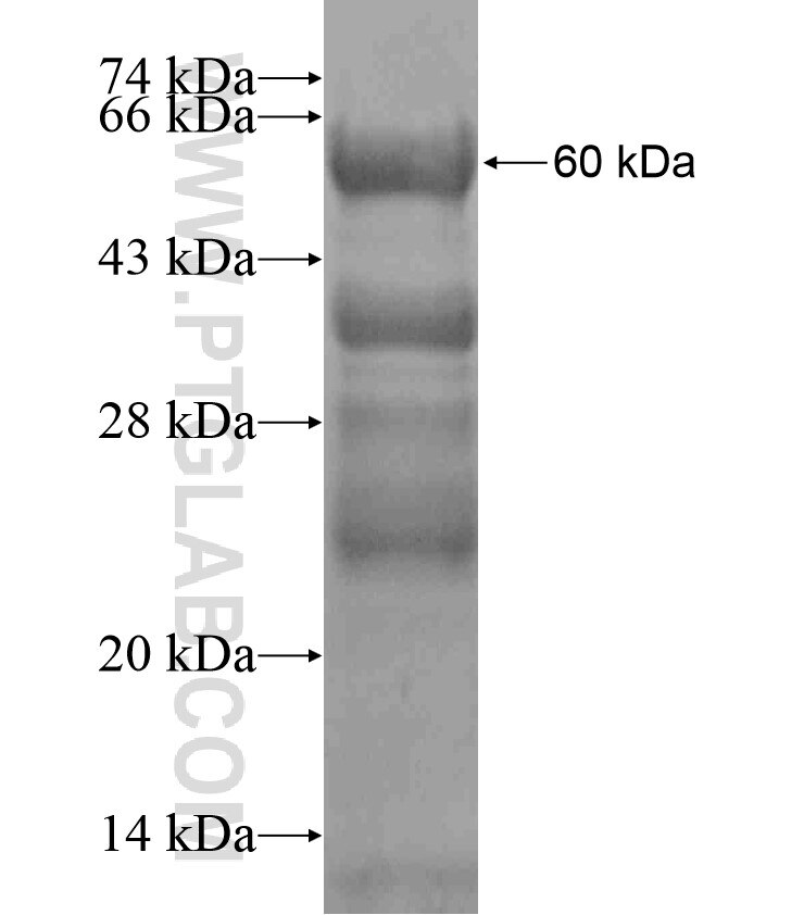 WDR33 fusion protein Ag18382 SDS-PAGE