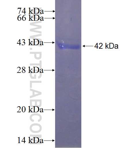 WDR34 fusion protein Ag23853 SDS-PAGE