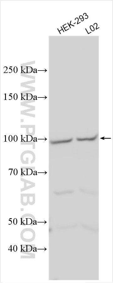 Western Blot (WB) analysis of various lysates using WDR36 Polyclonal antibody (23126-1-AP)