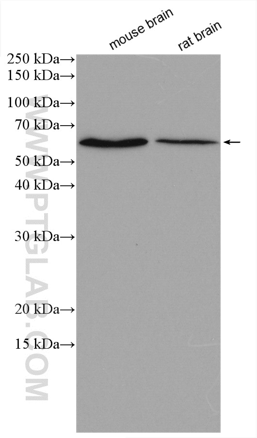 Western Blot (WB) analysis of various lysates using WDR37 Polyclonal antibody (20916-1-AP)