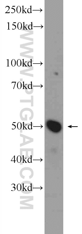 Western Blot (WB) analysis of HEK-293 cells using WDR40A Polyclonal antibody (20478-1-AP)