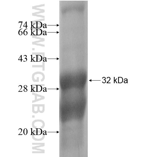 WDR40A fusion protein Ag14349 SDS-PAGE